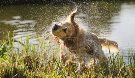 Téléchargez les photos : Golden retriever chien secouant l'eau après avoir nagé dans la rivière. labrador humide chien chien séchage lui-même près du lac - en image libre de droit