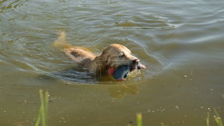 Téléchargez les photos : Golden retriever chien tenant jouet de canard et nageant dans la rivière. Animaux de compagnie labrador humide jouant dans l'eau du lac avec oiseau en caoutchouc - en image libre de droit