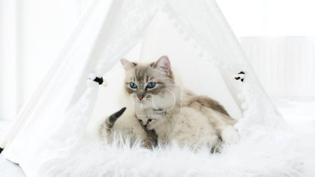 Foto de Ragdoll raza gato alimenta gatitos en gato cama - Imagen libre de derechos