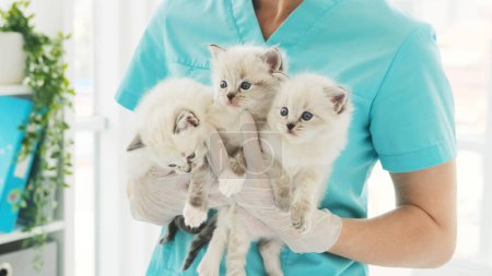 Téléchargez les photos : Adoré trois chatons blancs dans les mains d'un vétérinaire dans une clinique vétérinaire - en image libre de droit