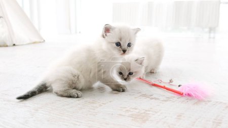 Téléchargez les photos : Poupée poupée moelleuse chatons à la maison ensemble. Deux chatons de race pure à l'intérieur dans une pièce lumineuse - en image libre de droit