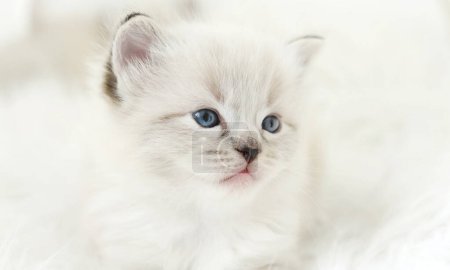 Foto de Bozal de Niza pequeño gatito Ragdoll con ojos azules chispas con inocencia y encanto - Imagen libre de derechos