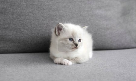 Téléchargez les photos : Adorable petit chaton blanc allongé sur le canapé - en image libre de droit
