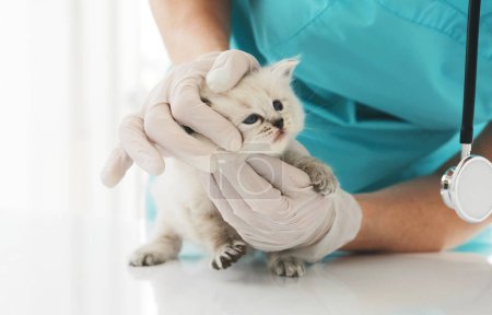 Téléchargez les photos : Fille vétérinaire examinant petit chaton à la clinique. Femme vétérinaire médecin se soucie de chaton moelleux chat - en image libre de droit