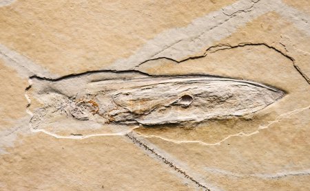Foto de Animal marino Plesioteuthis o calamar prehistórico fósil impint en piedra - Imagen libre de derechos