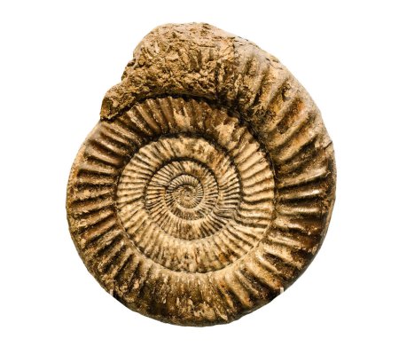 Téléchargez les photos : Mollusque animal marin fossile dans la pierre isolé sur fond blanc - en image libre de droit