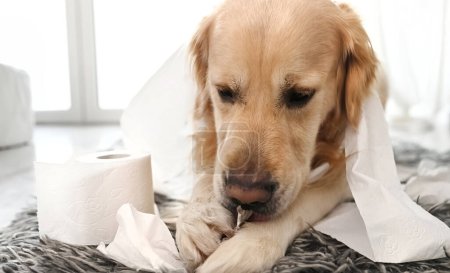 Téléchargez les photos : Golden retriever chien jouant avec du papier toilette dans la salle de bain couché sur le sol. Chien de race animal de compagnie faisant gâchis avec du papier de soie aux toilettes - en image libre de droit