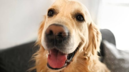 Téléchargez les photos : Golden retriever chien regardant la caméra à la maison gros plan portrait. Chien de race labrador chien à l'intérieur - en image libre de droit