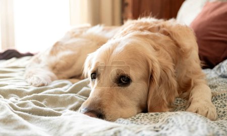 Foto de Adorable perro Golden Retriever acostado en la cama en la habitación - Imagen libre de derechos