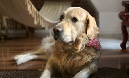 Téléchargez les photos : Golden retriever chien couché sur le sol et regardant à la maison seul. Chien de race chien reposant dans la chambre à l'intérieur - en image libre de droit