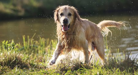 Téléchargez les photos : Golden retriever chien après avoir nagé dans la rivière. labrador humide chien animal de compagnie séchage lui-même près du lac et gouttes d'eau dans l'air - en image libre de droit