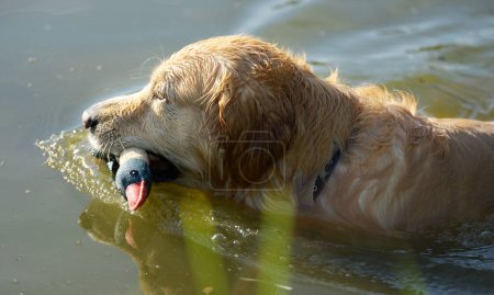 Foto de Golden Retriever Dog Holding Duck Toy And Swimming In River. Wet Labrador Doggy Pet In Lake Water With Toy Bird - Imagen libre de derechos