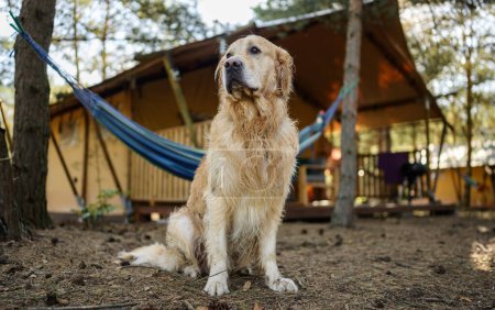 Foto de Cute húmedo Golden Retriever perro al aire libre cerca de la casa de camping de madera y Hummock - Imagen libre de derechos