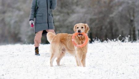 Foto de Hermoso perro Golden Retriever corriendo y jugando con la chica propietaria en una nieve en invierno - Imagen libre de derechos