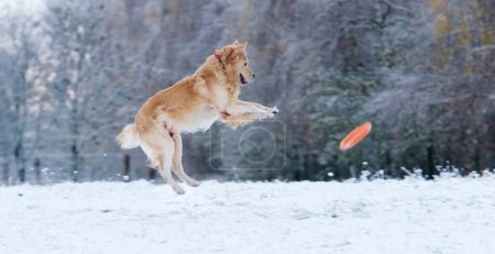 Foto de Divertido perro Golden Retriever saltando al aire libre - Imagen libre de derechos