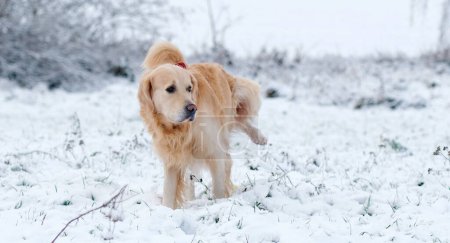 Téléchargez les photos : Golden Retriever chien pipi dans la neige - en image libre de droit