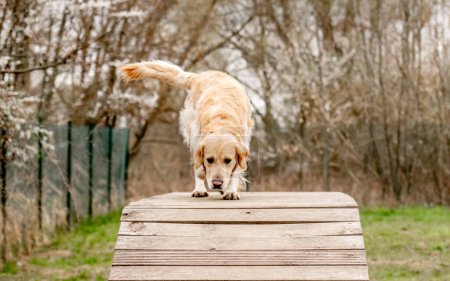 Foto de Dog Golden Retriever se reproduce en el área de caminata y entrenamiento del perro - Imagen libre de derechos