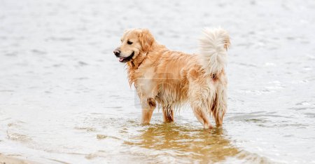Photo for Beautiful golden retriever dog walking on the beach. - Royalty Free Image