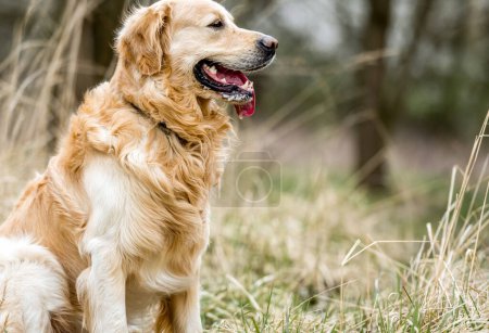 Téléchargez les photos : Adorable chien Golden Retriever en plein air en automne - en image libre de droit