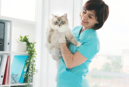 Foto de Médico veterinario sosteniendo gato en las manos en la clínica. Fluffy pura raza felina mascota con veterinario médico en el hospital para los animales - Imagen libre de derechos