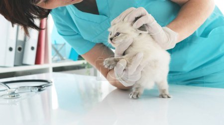 Foto de Chica veterinaria examinando trapo muñeca gatito en la clínica. Médico veterano se preocupa por Fluffy gatito gato - Imagen libre de derechos