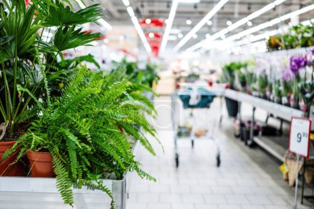 Foto de Fila vacía de supermercado de jardinería con plantas caseras y flores - Imagen libre de derechos