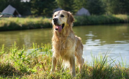 Photo for Wet Golden Retriever Sitting With Wet Fur After Swimming In River Outdoors. - Royalty Free Image