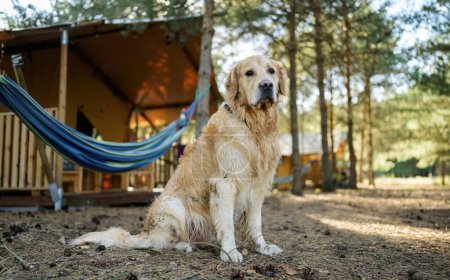 Photo for Cute Wet Golden Retriever Dog Outdoors Near The Wooden Camping House And Hummock - Royalty Free Image