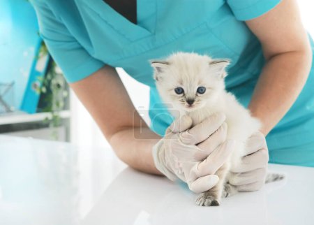 Photo for Girl Veterinarian Examining Adorable Kitten In The Clinic. Vet Doctor Cares About Fluffy Kitty Cat - Royalty Free Image