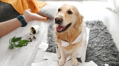 Photo for Golden retriever dog looking guilty at girl owner after playing with toilet paper in living room. Woman scolds pet doggy for mess with tissue paper at home - Royalty Free Image