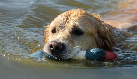 Photo for Golden Retriever Dog Holding Duck Toy And Swimming In River. Wet Labrador Doggy Pet In Lake Water With Rubber Bird - Royalty Free Image