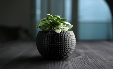 Photo for Houseplant In Black Pot Sits On Wooden Table - Royalty Free Image