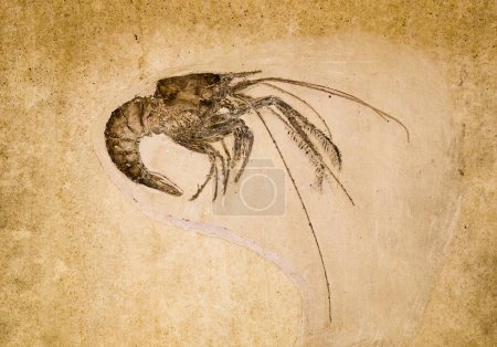Marine animal prehistoric shrimps fossil impint in stone
