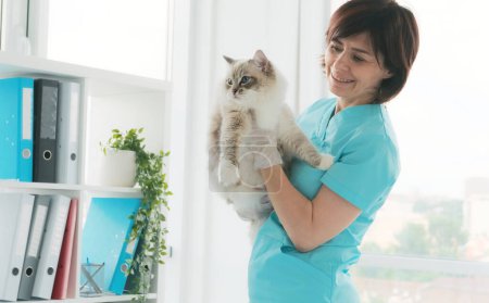 Foto de Médico veterinario sosteniendo gato en las manos en la clínica. Fluffy pura raza felina mascota con veterinario médico - Imagen libre de derechos