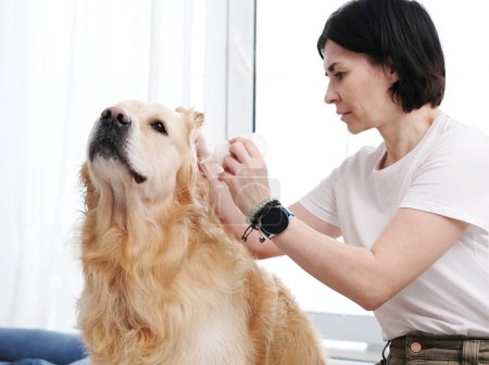 Téléchargez les photos : Femme gouttes gouttes de médecine à l'oreille du chien, Golden Retriever traitement à la maison - en image libre de droit