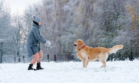 Téléchargez les photos : Adorable Golden Retriever chien attrapant une boule de neige sautant à l'extérieur en hiver - en image libre de droit