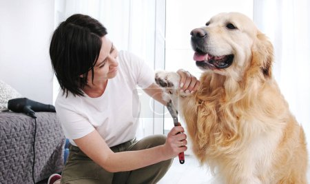 Téléchargez les photos : Femme propriétaire brossant les pattes et coupant fourrure son chien, procédures de toilettage à la maison - en image libre de droit
