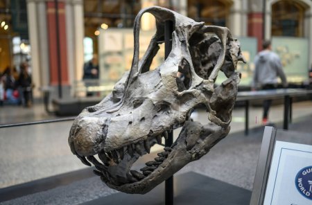 Photo for Belin, Germany - 20 December 2022: Exhibition of skull of prehistoric dinosaur in Berlin museum. - Royalty Free Image