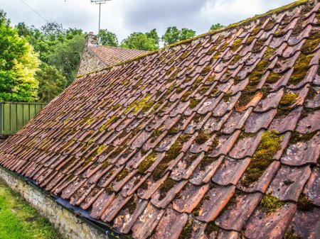 The whole roof of old red clay tiles with green moss. On an old barn roof in the UK.