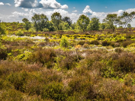 Sommer Bridestones Moor mit lila Heidekraut und kleinen Bäumen und Büschen North York Moors