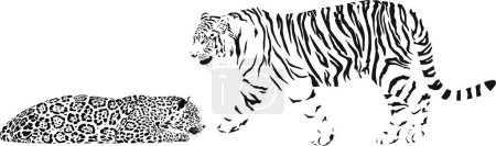 Ilustración de Vector ilustración en blanco y negro de un tigre y un leopardo mentiroso - Imagen libre de derechos