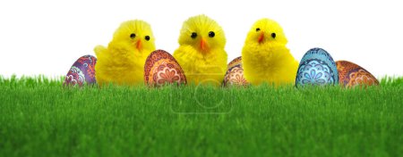 Photo for Three cute Easter decoration chicks and colorful eggs in natural green spring grass lawn isolated - Royalty Free Image