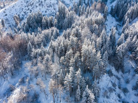 Trees in the snow after heavy snowfall in the winter in the mountains. Medeu tract near Almaty city. Bird's eye view