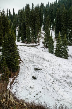 Aftermath of an avalanche in a mountain gorge. Snow debris and broken trees demonstrate the power of the elements. Kimasarov Gorge near the city of Almaty, Kazakhstan