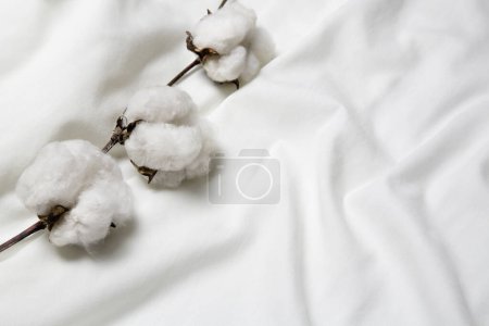 Baumwollpflanze auf weißem Baumwollhemd mit Kopierraum