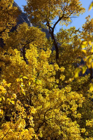 Photo for A large tree with bright yellow leaves glowing in the sunshine with a clear blue sky at Zion National Park, Utah. - Royalty Free Image