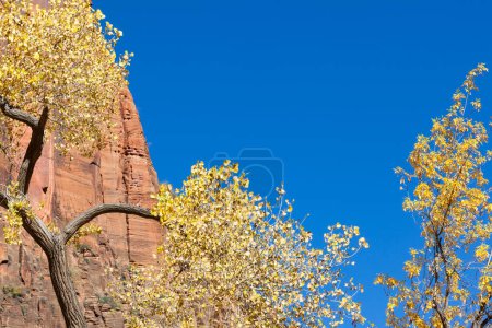 Photo for A colorful fall tree with yellow leaves in front of a tall red cliff and vibrant blue skies at Zion National Park, Utah. - Royalty Free Image
