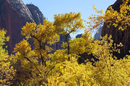 Photo for Vibrant yellow leaves lit by sunshine on a clear day with a background of steep canyon walls at Zion National Park, Utah. - Royalty Free Image