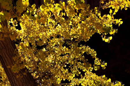 Photo for Glowing yellow cottonwood leaves in autumn with a dark background at Zion National Park river walk in Utah. - Royalty Free Image