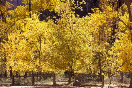 Photo for A group of trees with sunshine lit yellow leaves along the river walk in autumn at Zion National Park, Utah. - Royalty Free Image
